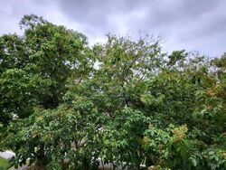 Oxley Garden (D9), Apartment #500944311